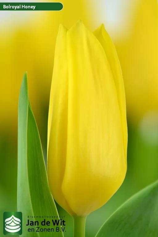 Тюльпан ‘Bolroyal Honey R’